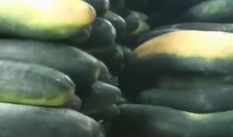 吃瓜四大网红是谁,瓜田里的风云人物