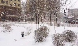 爆料下雪了视频大全播放,下雪了视频大全火爆播放，捕捉雪景之美